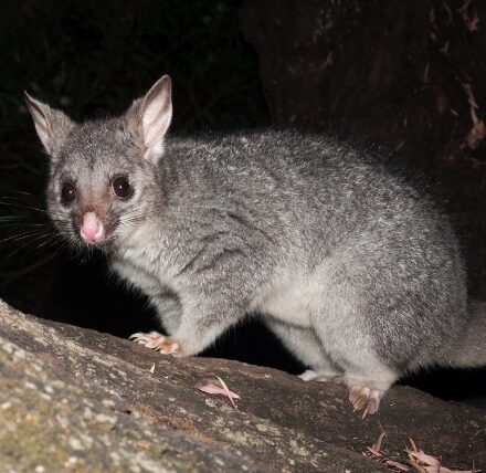 Possum 